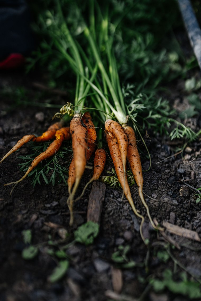 Frisch geerntete Karotten liegen auf der Erde des Marktgartens