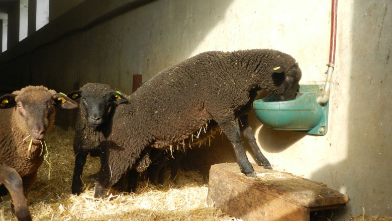 Ein durstiges Mini-Schaf, &copy; Einkehrhof Poggau