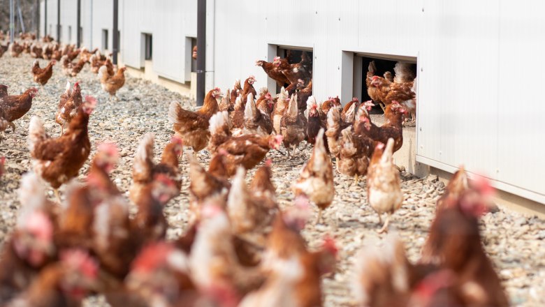 Hühner laufen aus einem Gebäude auf einen Hof.