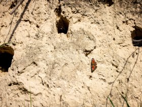 L&ouml;sswand mit Schmetterling.