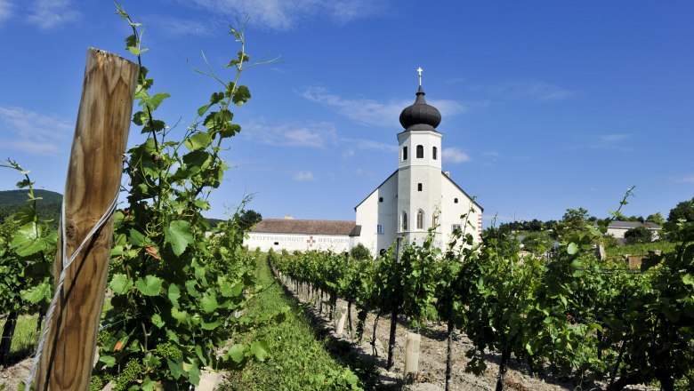 Weinberg mit Kapelle im Hintergrund bei klarem Himmel.