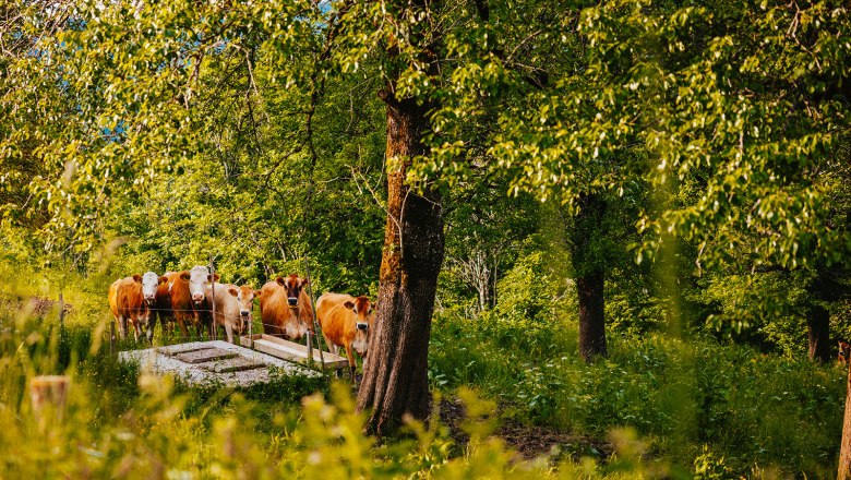 Nestelberg 17, &copy; Sabine Wieser