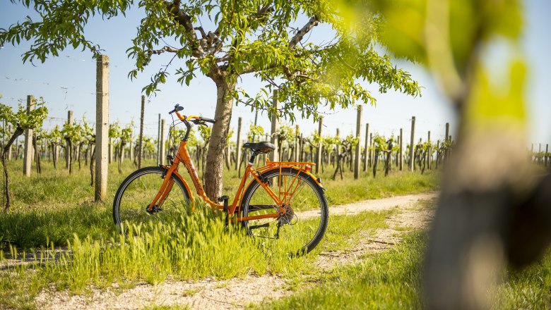 Ein orangefarbenes Fahrrad lehnt an einem Baum in einem sonnigen Weinberg.