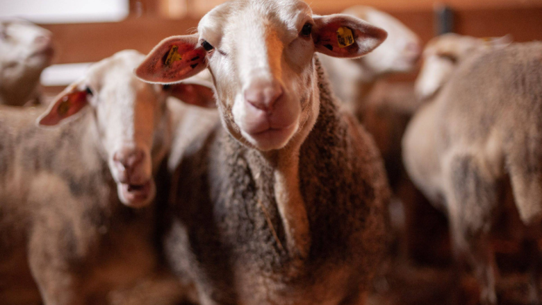 Bio Bauernhof Österreicher, © Bio Bauernhof Österreicher