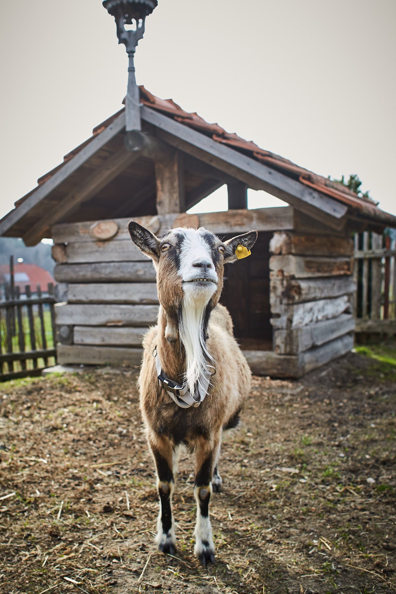 Eine Ziege steht vor einem kleinen Holzstall auf einem Bauernhof.