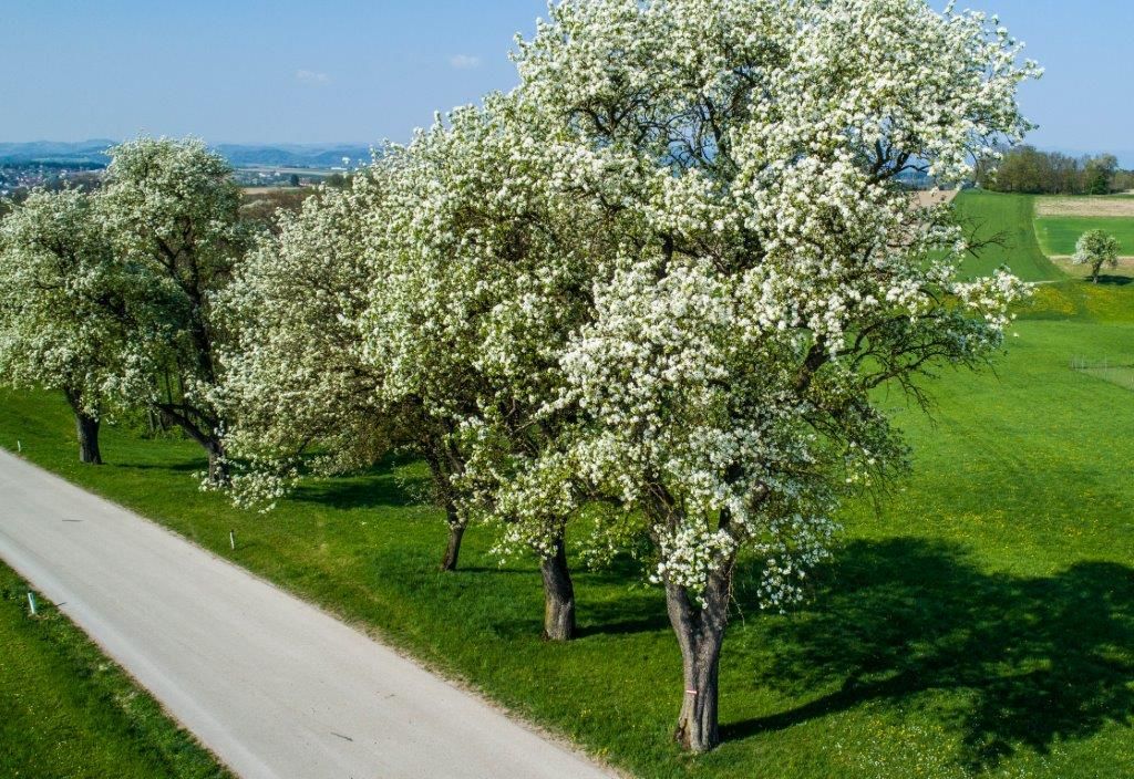 Blühende Bäume entlang einer Landstraße in einer grünen Landschaft.
