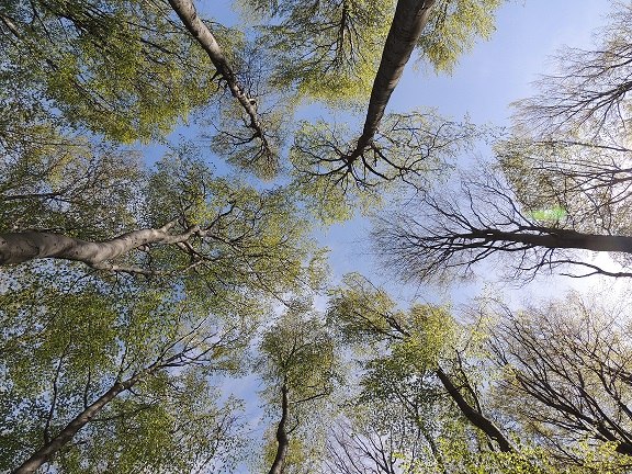 Wohltuend Wienerwald, &copy; buchenwald_cr_patricia-lechner_verkleinert