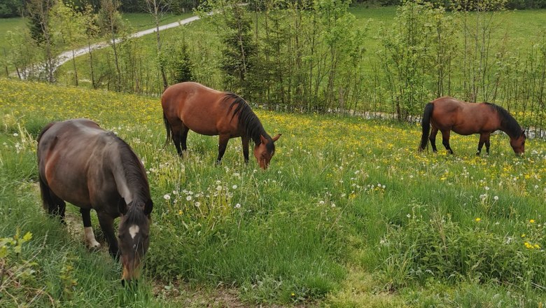 Pferde am Lasingerhof, &copy; Cornelia Lasinger