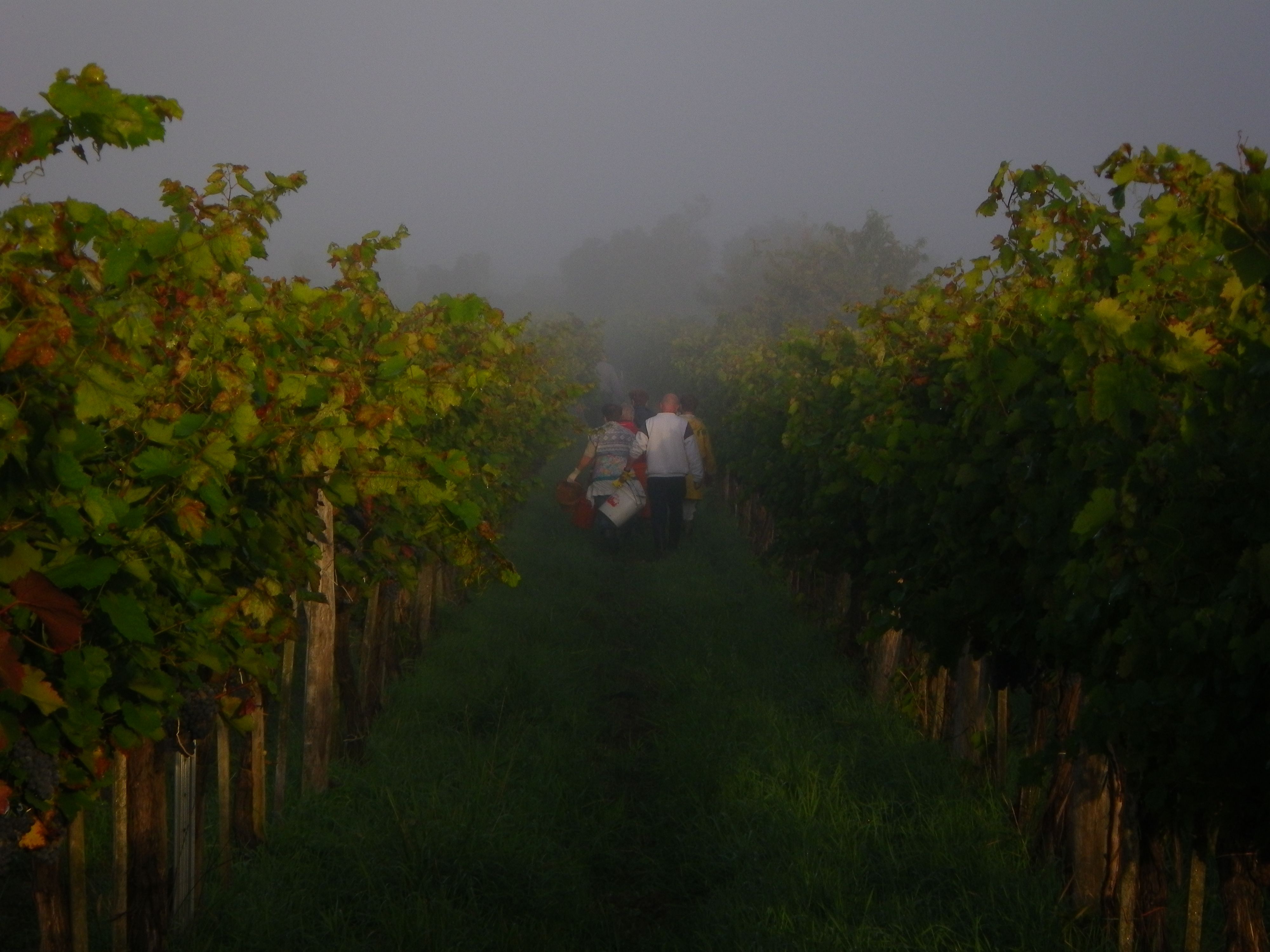 Menschen bei der Weinernte in einem nebligen Weinberg.
