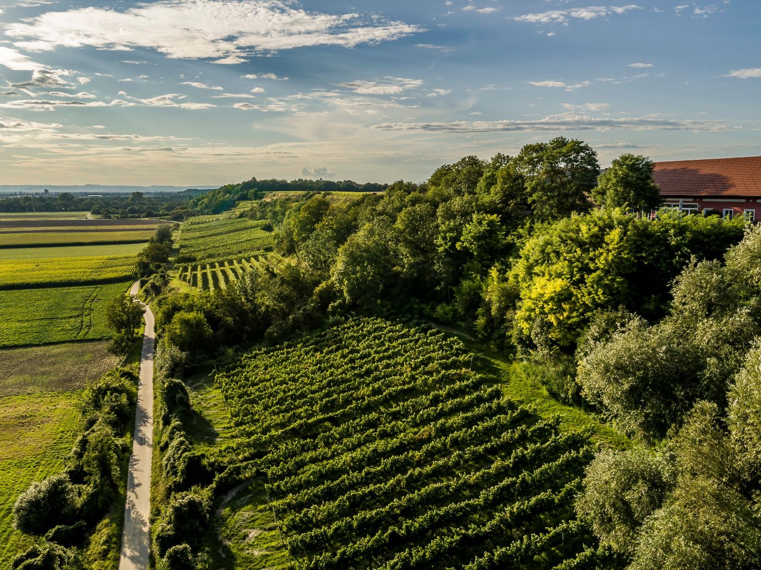 Luftaufnahme eines Weinbergs in Stetteldorf am Wagram mit grünen Reben und Bäumen unter blauem Himmel.