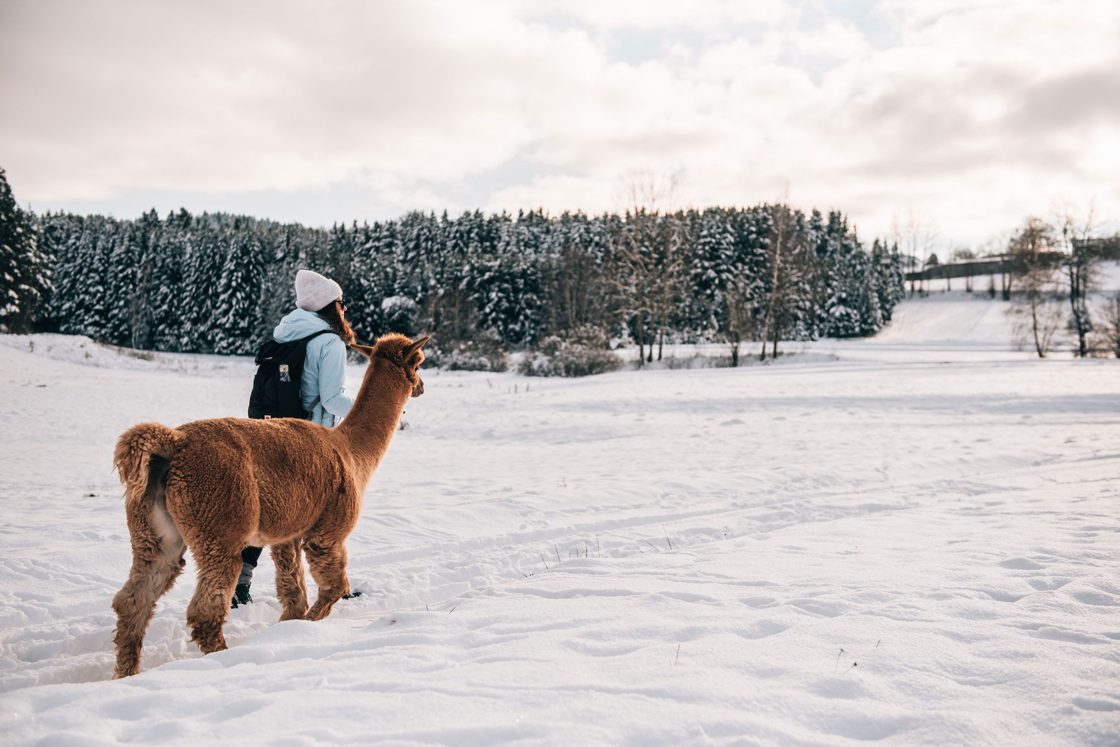 Person mit Alpaka im Schnee vor einem Wald.