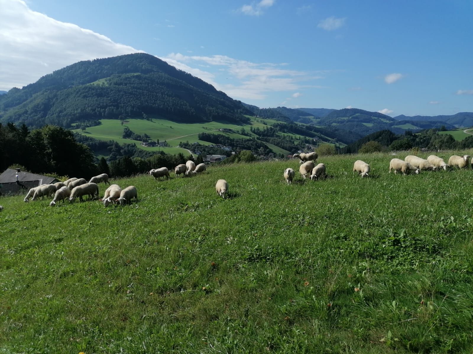Bio-Schaf-Berg Familie Oismüller