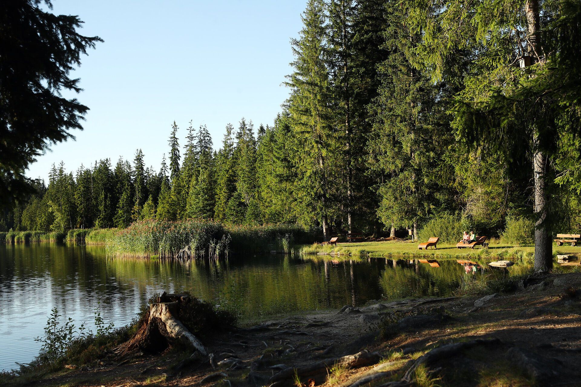 Blick auf ein Ufer des Stierhüblteich in der späten Nachmittagssonne.