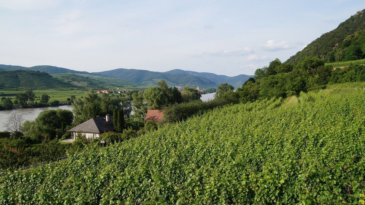 Weinberge mit Fluss und Bergen im Hintergrund.