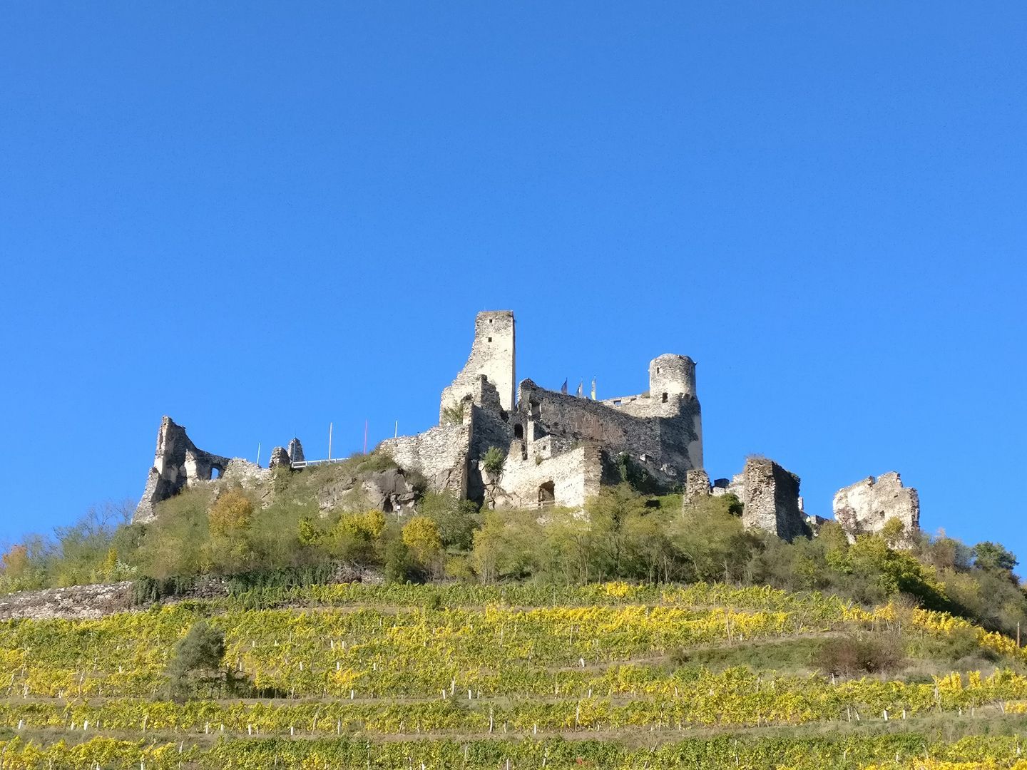 Ruine der Burg Senftenberg auf einem Hügel mit Weinreben im Vordergrund und blauem Himmel im Hintergrund.