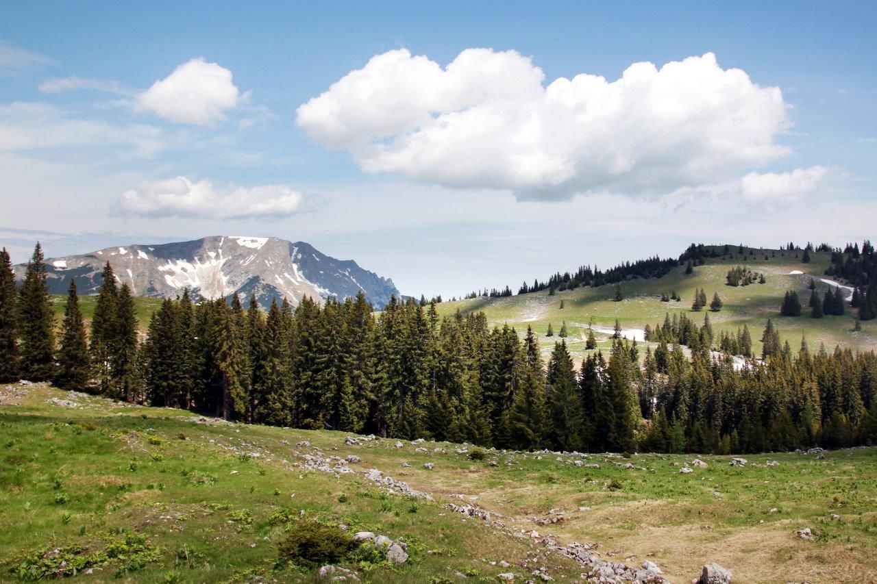 Blick auf den Ötscher von der Feldwiesalm mit grünen Wiesen, Tannen und schneebedeckten Bergen unter blauem Himmel.