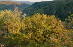 Ruine Schimmelsprung, &copy; Matthias Schickhofer