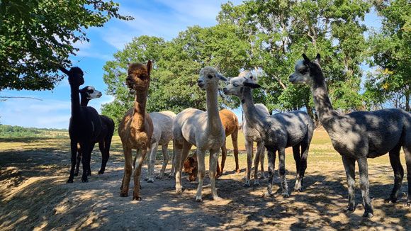 Eine Gruppe von Alpakas steht auf einem sonnigen Weg, umgeben von Bäumen.