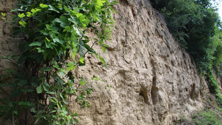 Naturdenkmal Zellergraben, &copy; Donau N&ouml; Tourismus_Vera Pulker