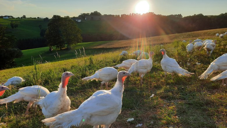 Eine Gruppe von wei&szlig;en Puten auf einer gr&uuml;nen Weide bei Sonnenuntergang.