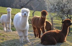 Vier Alpakas auf einer Wiese mit blühenden Bäumen im Hintergrund.