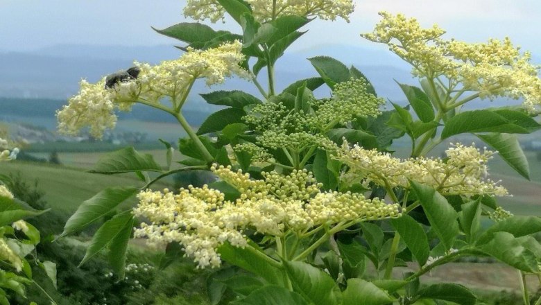 Wildkr&auml;utersafari, &copy; W.I.I.TT