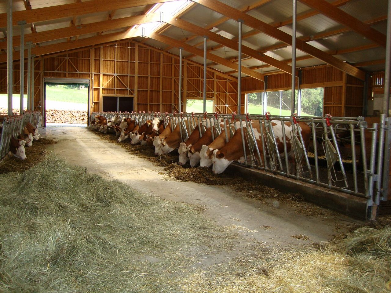 Kuhstall