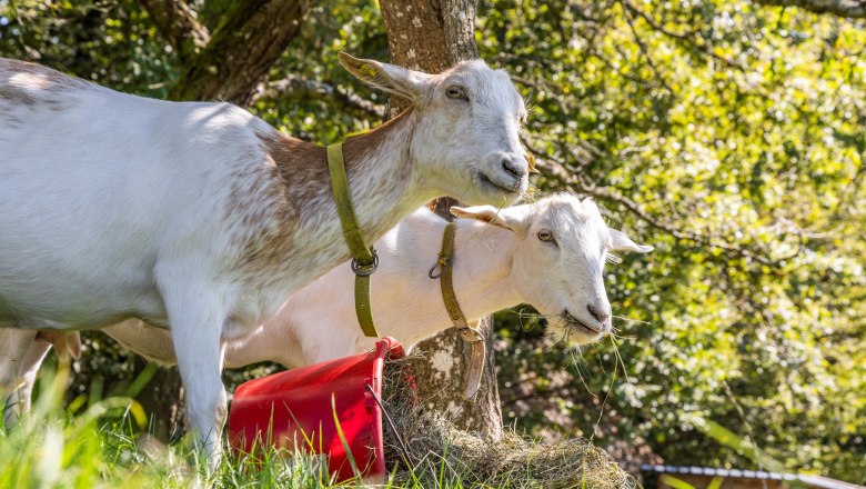 Biohof Krottensee, &copy; Theo Kust