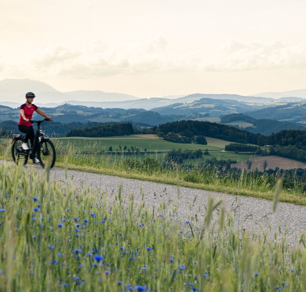 Ein Radfahrer fährt eine kleine Straße entlang. Im Vordergrund eine Wiese mit Gräsern und Blumen, im Hintergrund die Hügeln der Buckligen Welt.