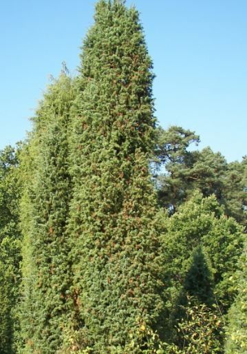 Wacholderstaude