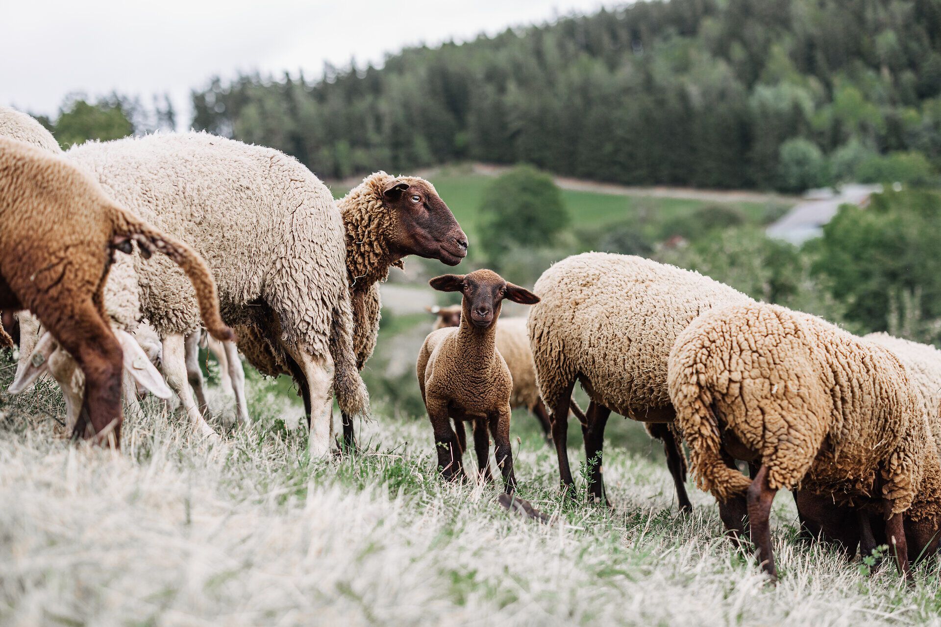 Sanfte Hügel und grüne Wiesen umgeben die friedlich weidenden Schafe, während die frische Bergluft die Sinne belebt. Hier, inmitten der Wiener Alpen, entfaltet sich die Schönheit der Natur und lädt zu einer kulinarischen Entdeckungsreise ein.