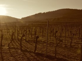 Weing&auml;rten, &copy; Walter Pernikl