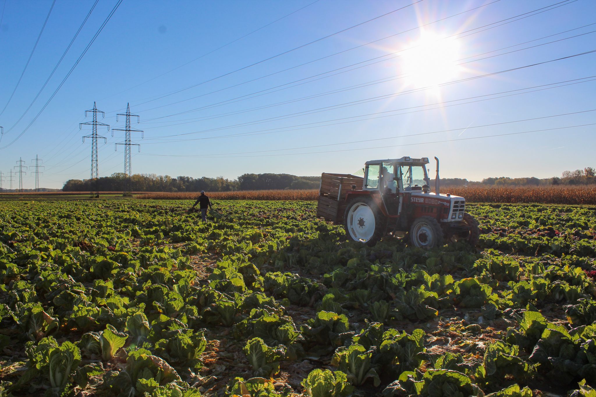 Ein Traktor auf einem Feld mit Kohlpflanzen unter einer strahlenden Sonne.
