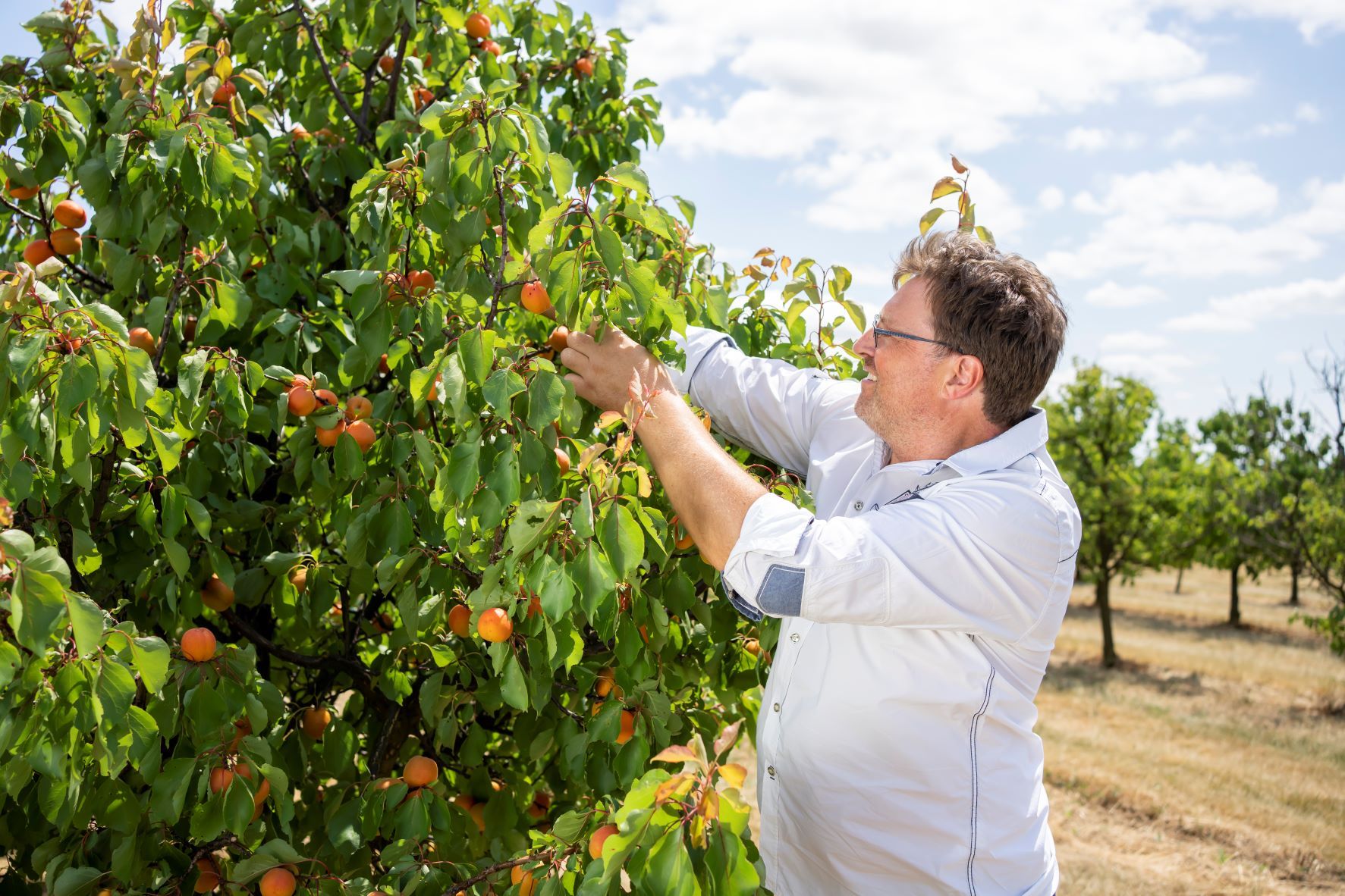 Ein Mann pflückt Marillen von einem Baum auf einer Obstplantage.