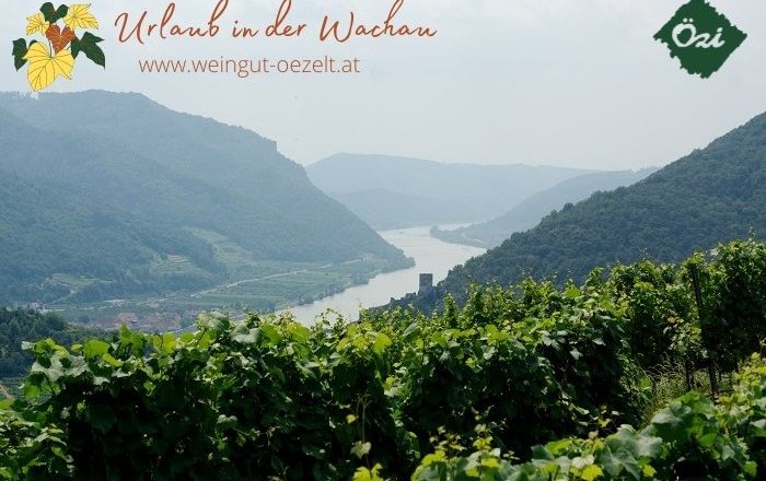 Panoramablick auf die Wachau mit Weinbergen und der Donau im Hintergrund.