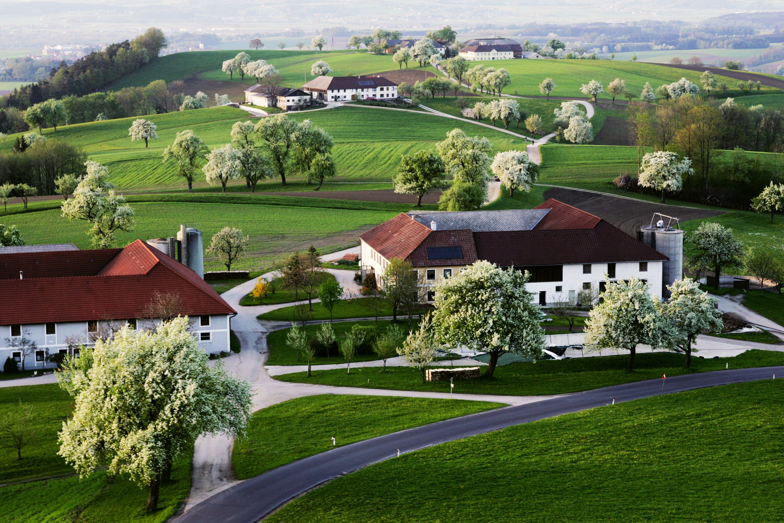 Landschaft mit grünen Hügeln, blühenden Bäumen und Bauernhäusern in Euratsfeld.