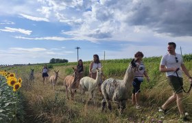 Gruppe von Menschen f&uuml;hrt Alpakas auf einem Feldweg entlang eines Sonnenblumenfeldes.