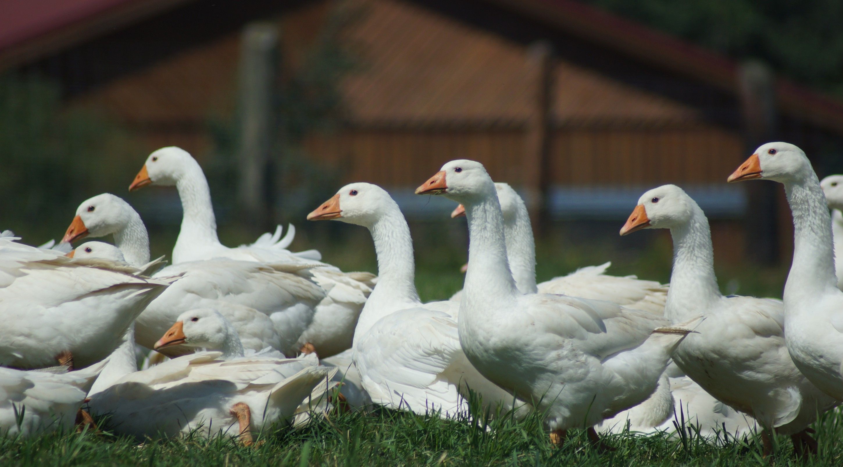 Gänse