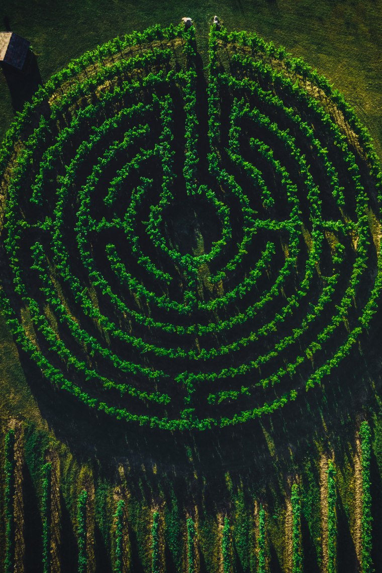 Ein Labyrinth aus Weinreben