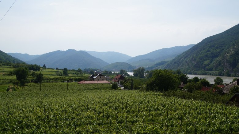 Weinberge mit Fluss und Bergen im Hintergrund.