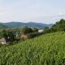 Weinberge mit Fluss und Bergen im Hintergrund.