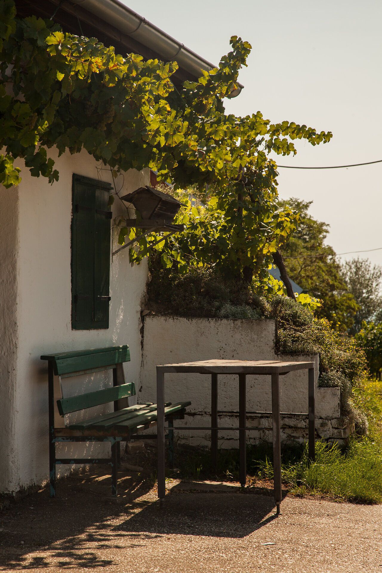 Ein einladender Platz unter dem Schatten der Weinreben lädt zum Verweilen ein. Die sanfte Brise und das leise Rascheln der Blätter schaffen eine entspannte Atmosphäre, perfekt für eine Auszeit in der Natur.