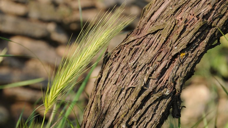 14-garten-weinstock, &copy; Gabriele Prandstetter
