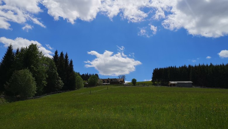 Blumenwiese, &copy; Friedlhof
