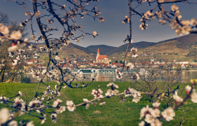 Marillenblüte in der Wachau gegenüber Weißenkirchen, © Donau NÖ Tourismus/Andreas Hofer
