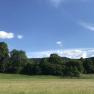Grüne Wiese mit Bäumen und blauem Himmel im Hintergrund.