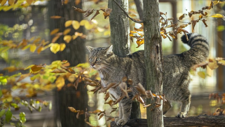 Besonderes Highlight - die Wildkatzen-Fütterung im Nationalpark Thayatal., © Waldviertel Tourismus, Robert Herbst