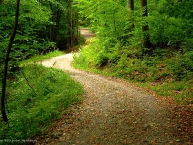 Waldweg zw. Unter- und Oberhegerberger, &copy; Christian Wolfsgruber
