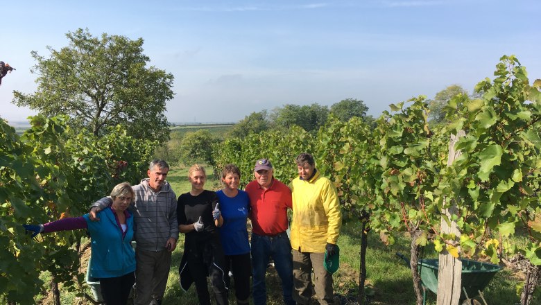 handverlesen im Weingut Maringer, &copy; Johannes Maringer