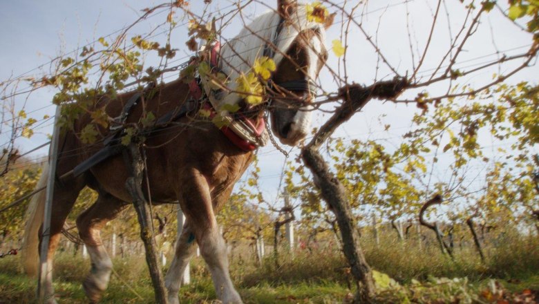 Im Weingarten, &copy; Winzer Mike N&auml;hrer